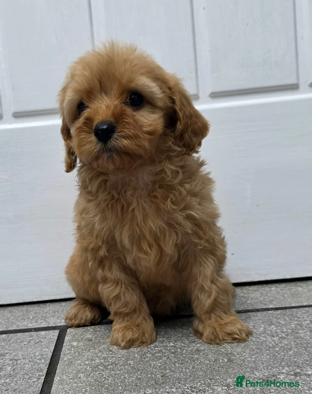 Cavapoo dogs for sale: dna clear f1 red cavapoo puppies , FAMILY REARED in Alford - Advert 19