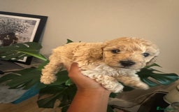 Cavapoo dogs for sale: Miniature cavapoos  - Image 11