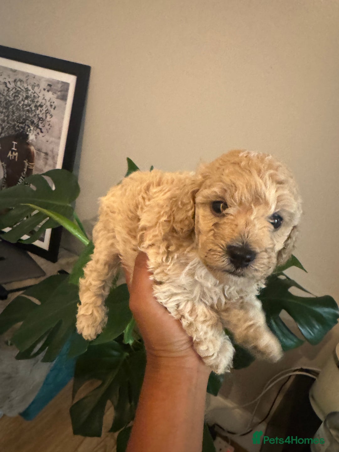 Cavapoo dogs for sale: Miniature cavapoos  - Image 11