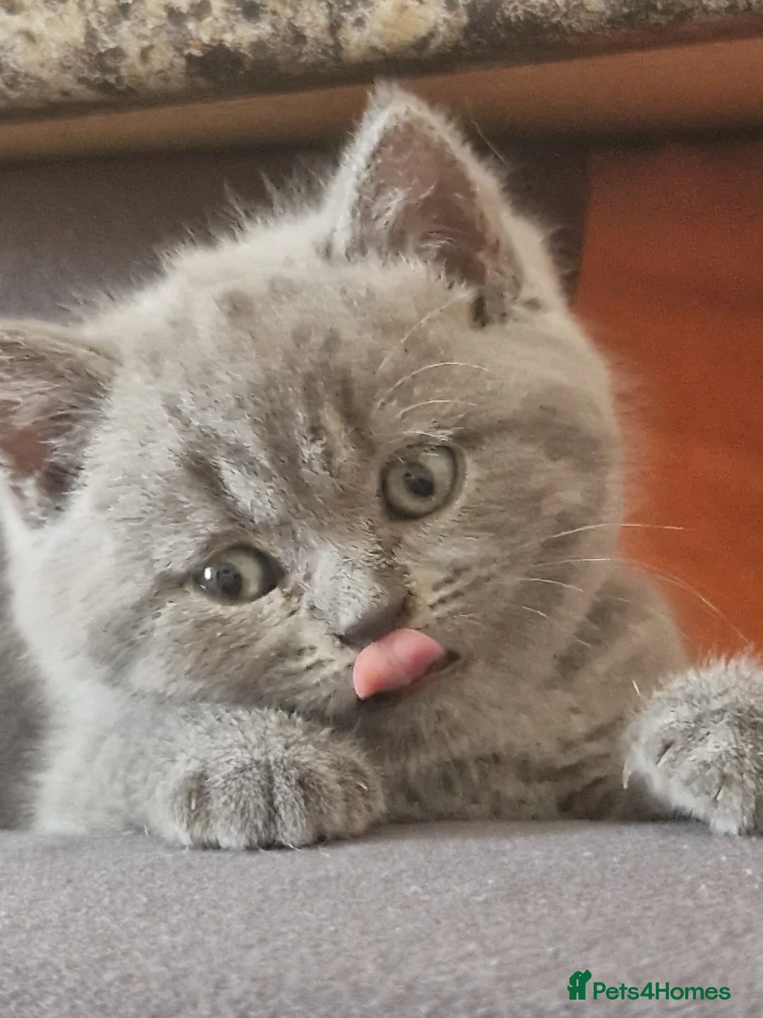 British Shorthair cats for sale: 3 female kittens in Dagenham - Advert 2