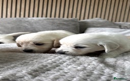 Golden Retriever dogs for sale: Golden puppies  - Image 4