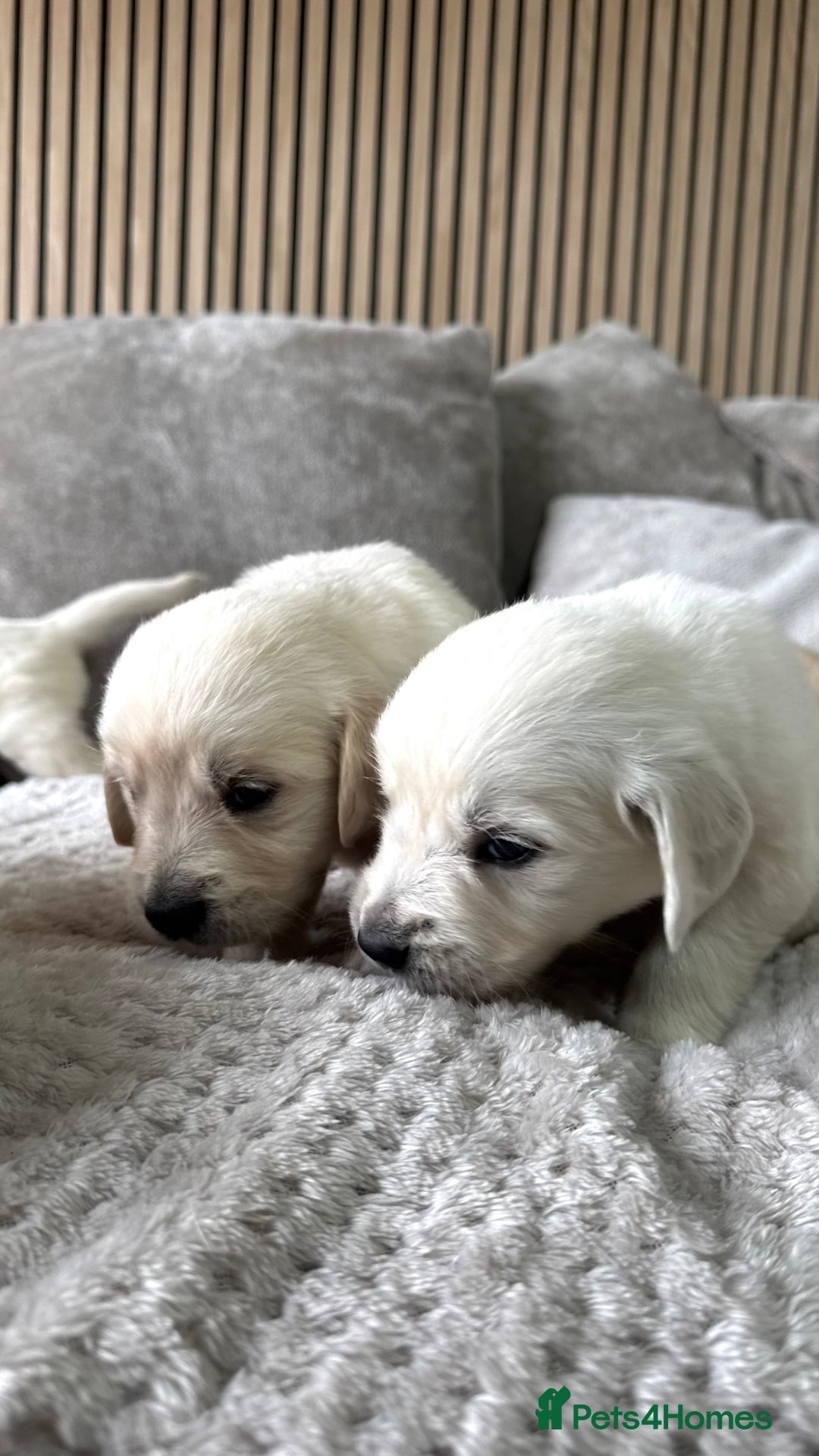 Golden Retriever dogs for sale: Golden puppies  - Image 4