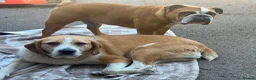 Mixed Breed dogs for adoption: LUCIA - ALL HEART ❤️ CUDDLES & FUN in Derby - Advert 12