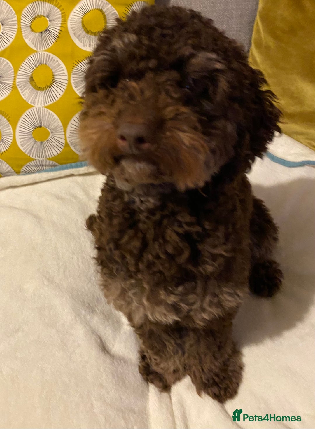 Yorkiepoo dogs for sale: Rehome  - Advert 4