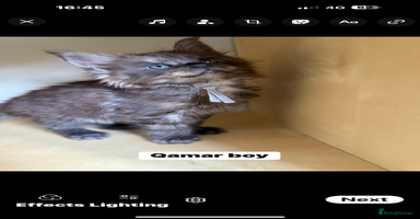 Maine Coon cats - Advert 5