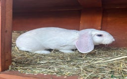 Mini Lop rabbits for sale: Mini lops looking for new homes  - Image 3