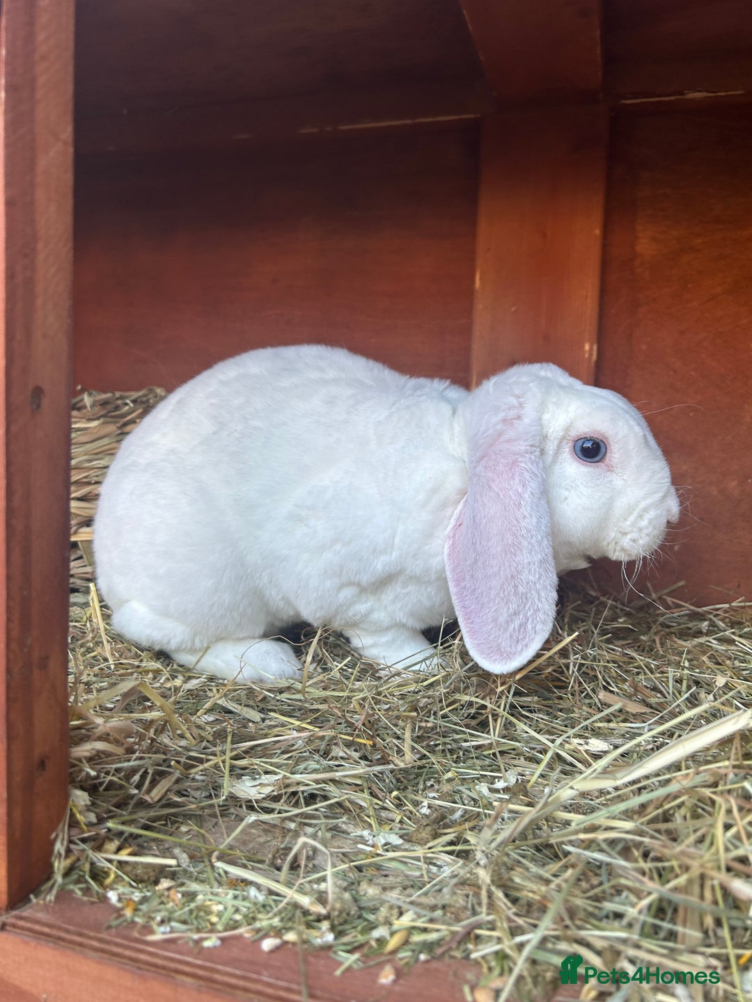 Mini Lop rabbits for sale: Mini lops looking for new homes  - Image 3