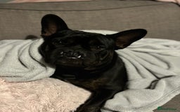 Mixed Breed dogs for sale: 4 year old French bulldog cross staff Teddy  - Image 1
