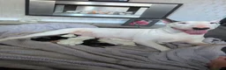 English Bull Terrier dogs for sale: English bull terrier puppies - Advert 9
