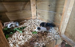 Guinea Pig rodents for sale: 4 beautiful female guinea pigs  - Image 2