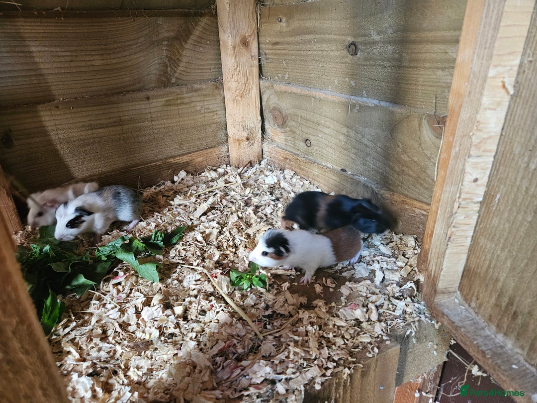 Guinea Pig rodents for sale: 4 beautiful female guinea pigs  - Image 2