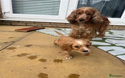 Cocker Spaniel dogs for sale: Stunning Litter of KC Reg Cocker Spaniel Puppies - Image 15