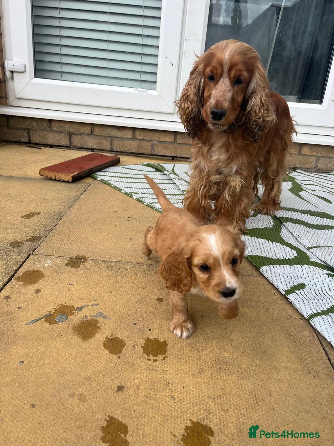 Cocker Spaniel dogs for sale: Stunning Litter of KC Reg Cocker Spaniel Puppies - Image 15
