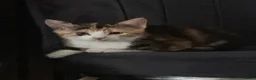 Mixed Breed cats for sale: Kittens for sale  - Advert 2