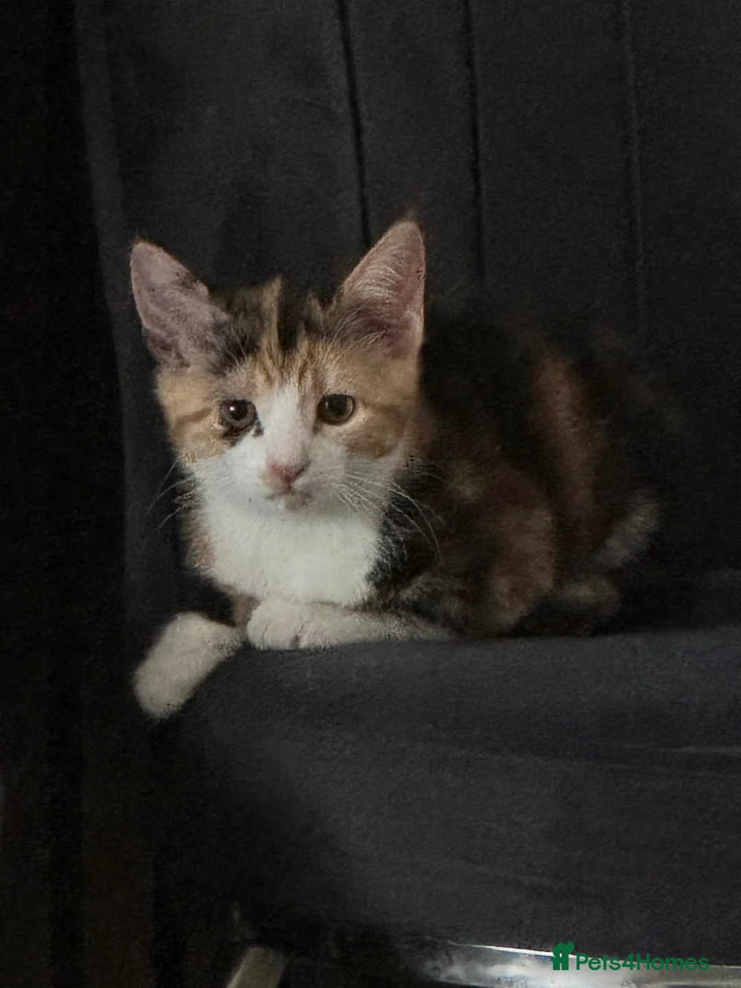 Mixed Breed cats for sale: Kittens for sale  - Advert 2