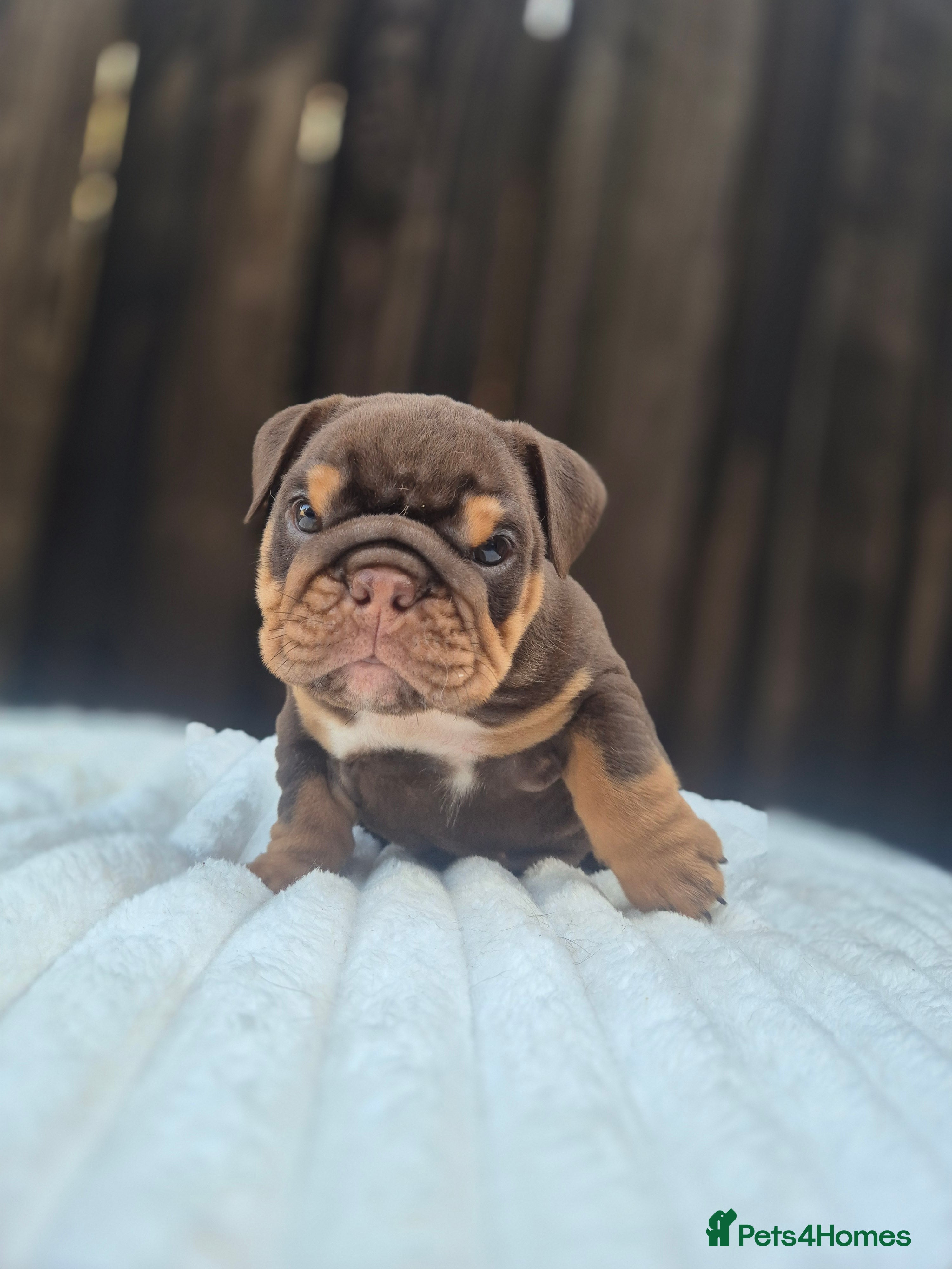 English Bulldog dogs KC ENGLISH BULLDOG PUPS  - Advert 2