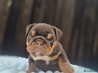 English Bulldog dogs KC ENGLISH BULLDOG PUPS - Advert 2