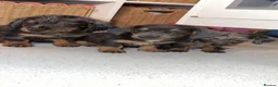 Miniature Dachshund dogs for sale: 5 Minature long haired Daxis  Looking for love  in Rugby - Advert 21