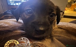 Jack Russell dogs for sale: Beautiful Stocky Short Terriers - Image 4