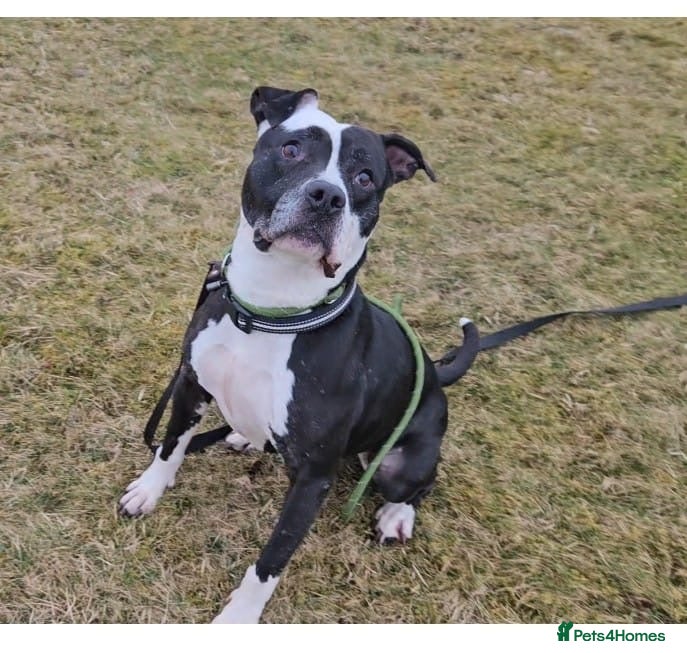 Mixed Breed dogs URGENT FOSTER HOME 🏠 🚨 ‼️ 🆘  - Advert 16