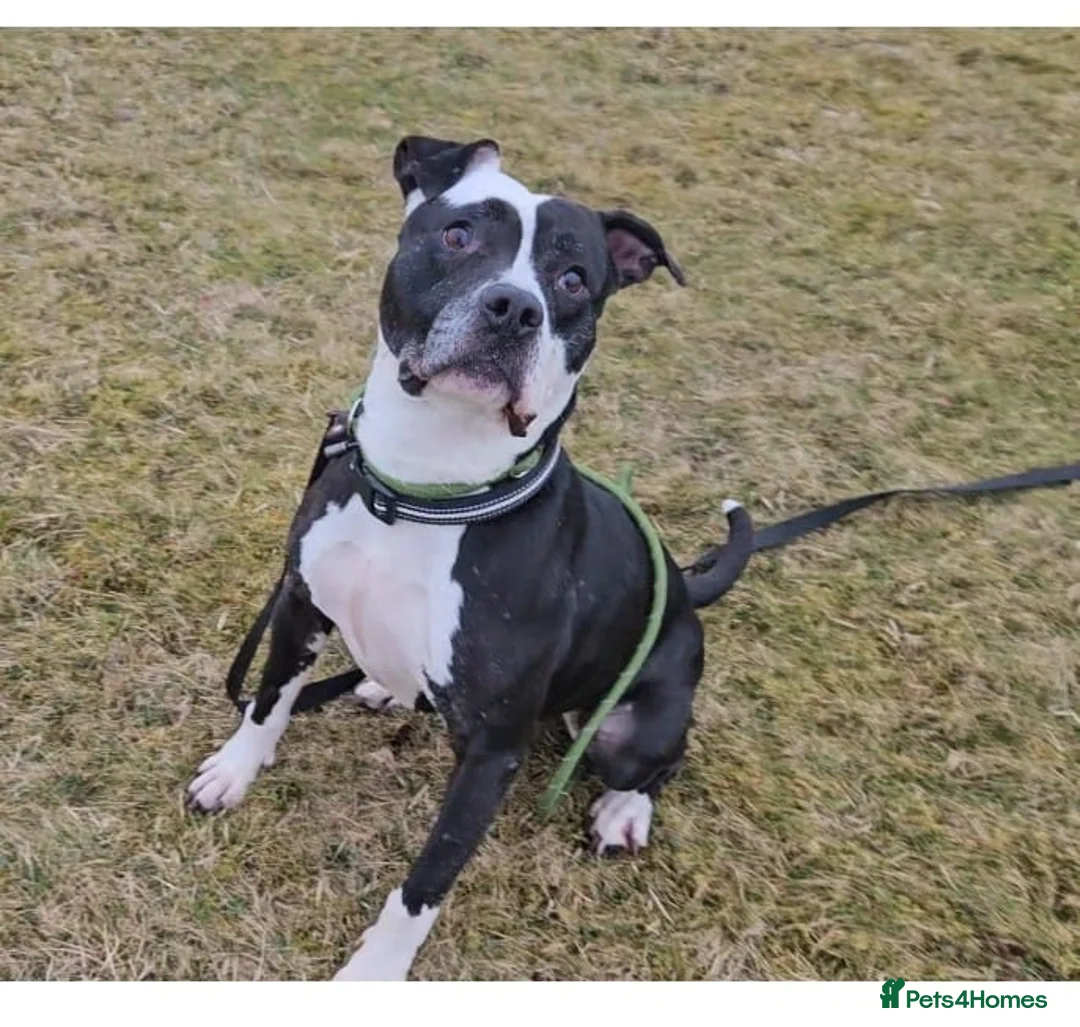 Mixed Breed dogs for adoption: URGENT FOSTER HOME 🏠 🚨 ‼️ 🆘  - Advert 1