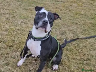 Mixed Breed dogs URGENT FOSTER HOME 🏠 🚨 ‼️ 🆘 - Advert 16