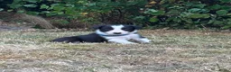 Border Collie dogs for sale: Stunning Border Collie Puppies in Llandovery - Advert 10