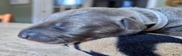 Whippet dogs for sale: KC Reg blue whippet puppies in Ledbury - Advert 24