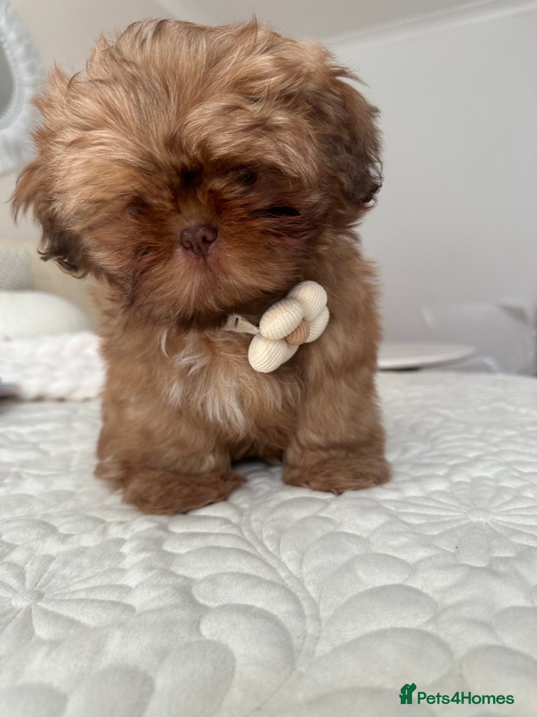 Shih Tzu dogs for sale: Stunning Karashishi Shih tzus - Advert 18