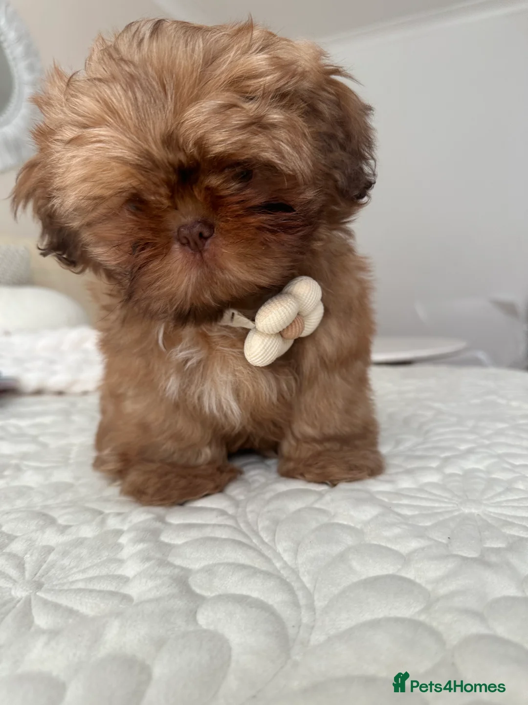 Shih Tzu dogs for sale: Stunning Karashishi Shih tzus - Advert 18