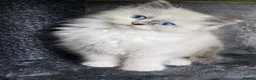 Ragdoll cats for sale: Amazing Ragdoll Babies  in Hartlepool - Advert 15