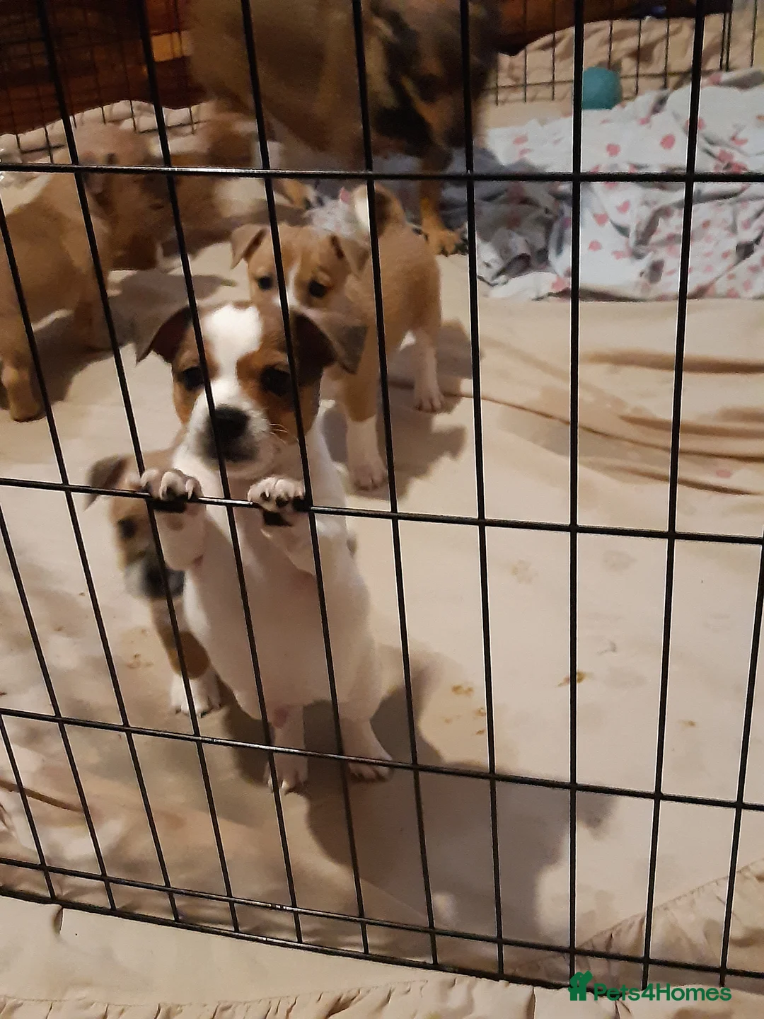 Mixed Breed dogs for sale: Jackawawa  - Advert 3