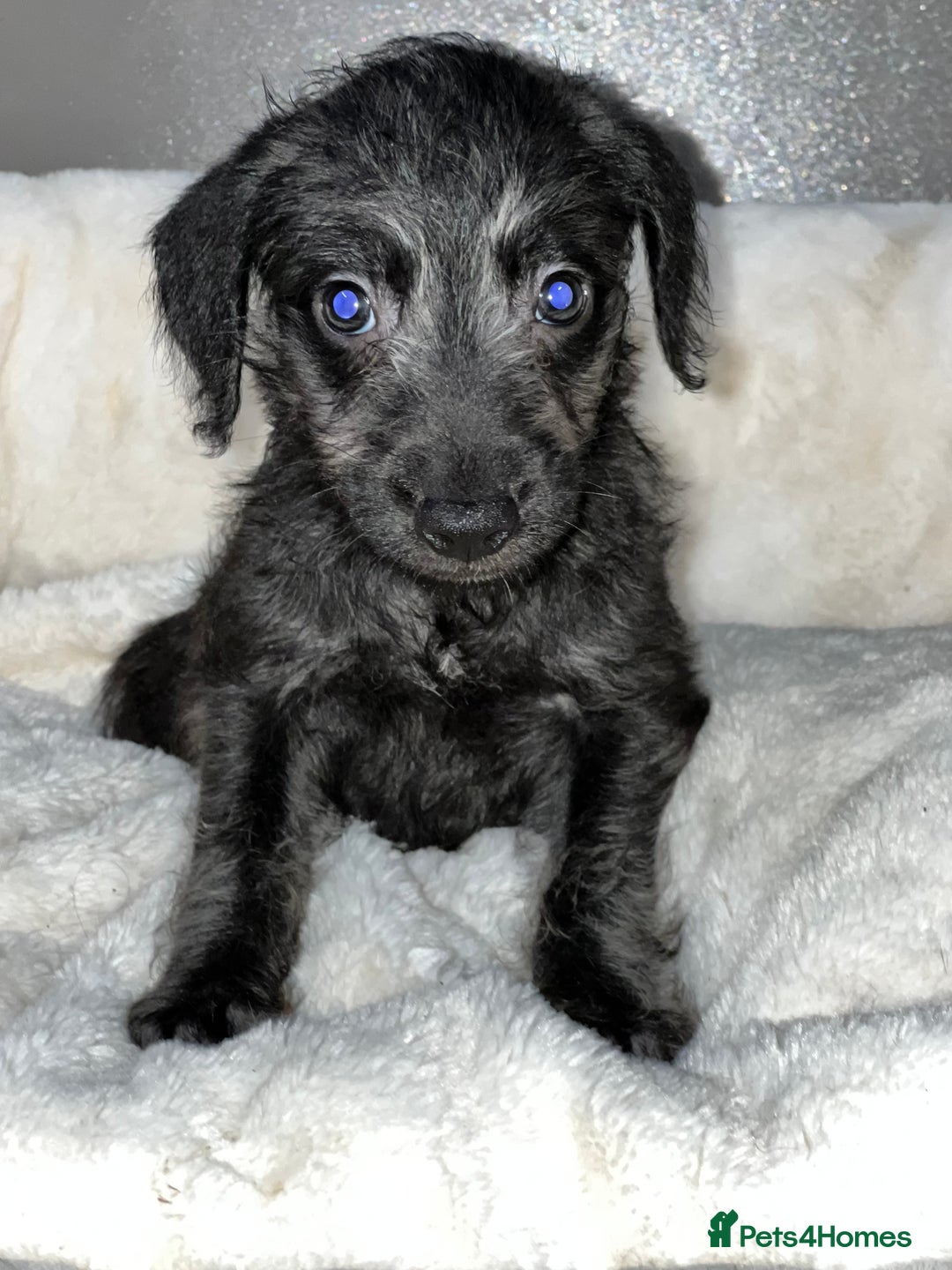 Bedlington Terrier dogs for sale: Fantastic F1 Bedlington x Whippet Puppies - Advert 11