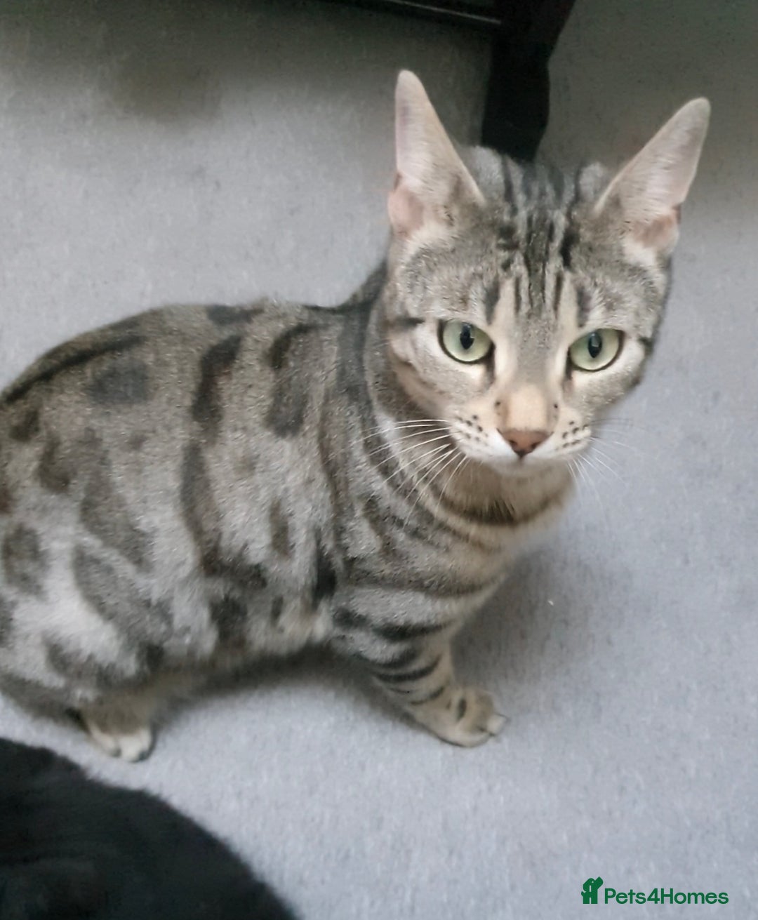 Mixed Breed cats for sale: Family of 4 kittens mixed breed tuxedo/tabby £50  - Advert 4