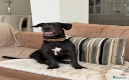 Mixed Breed dogs for adoption: Funny Little Fritz - Image 8