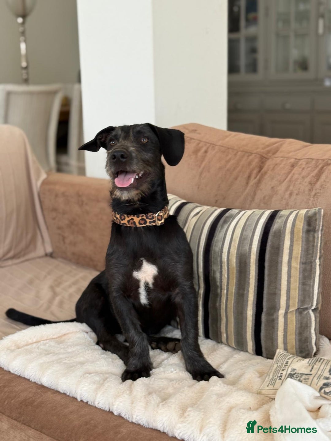 Mixed Breed dogs for adoption: Funny Little Fritz - Image 8
