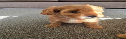 Cavapoo dogs for sale: Beautiful female F1 Cavapoo - Advert 7