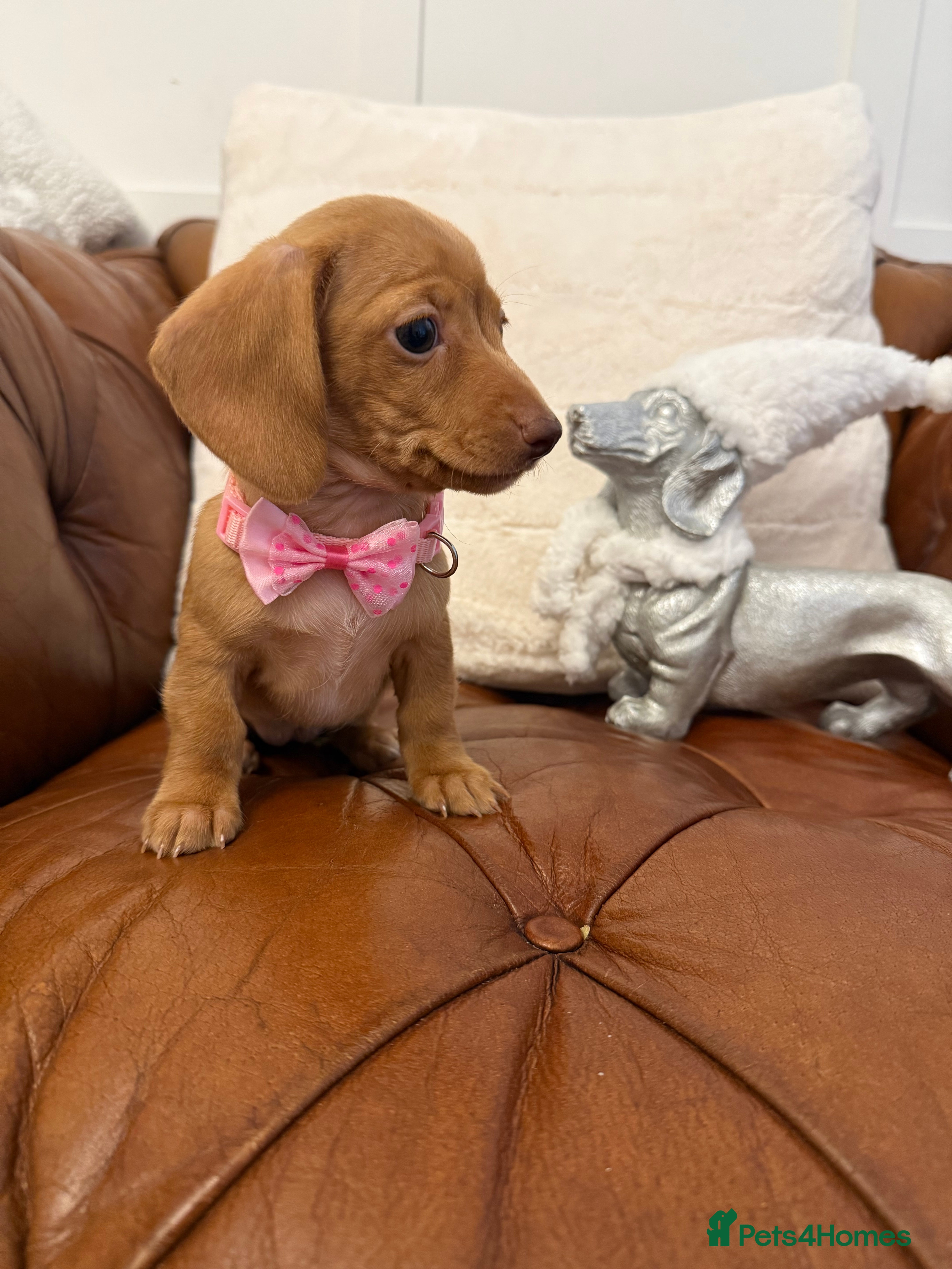 Miniature Dachshund dogs Beautiful Mini Dachshunds Pups 5 Star ⭐ Licensed - Advert 4