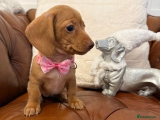 Miniature Dachshund dogs Beautiful Mini Dachshunds Pups 5 Star ⭐ Licensed - Advert 4