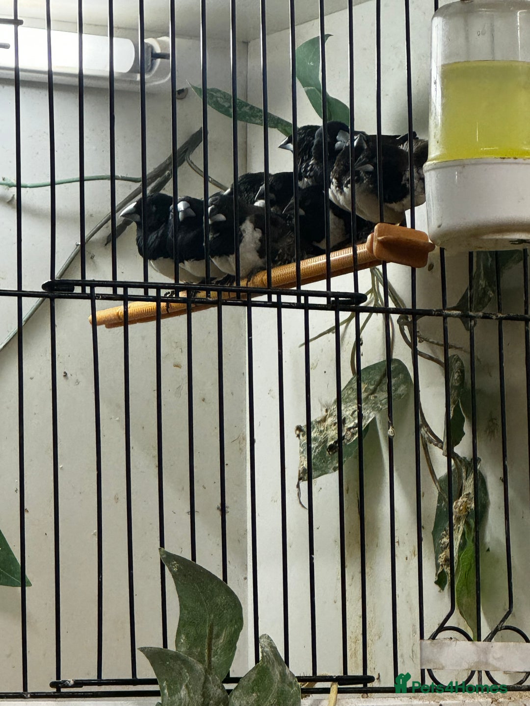 Finches birds for sale: Finches / mannikins / siskins / parrot finch  - Advert 2