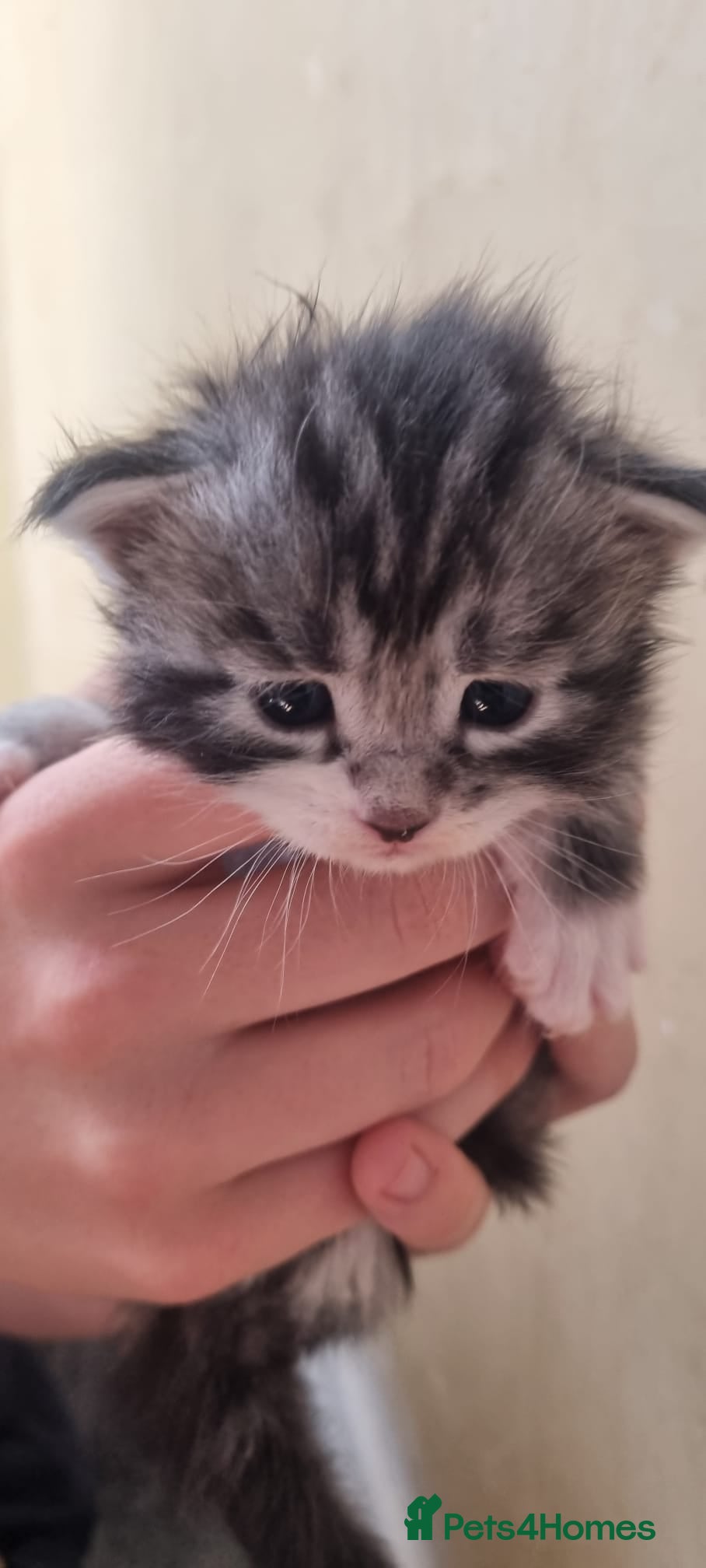 Maine Coon cats for sale: Tica Registered, Russian Line Maine Coon Kittens - Advert 12