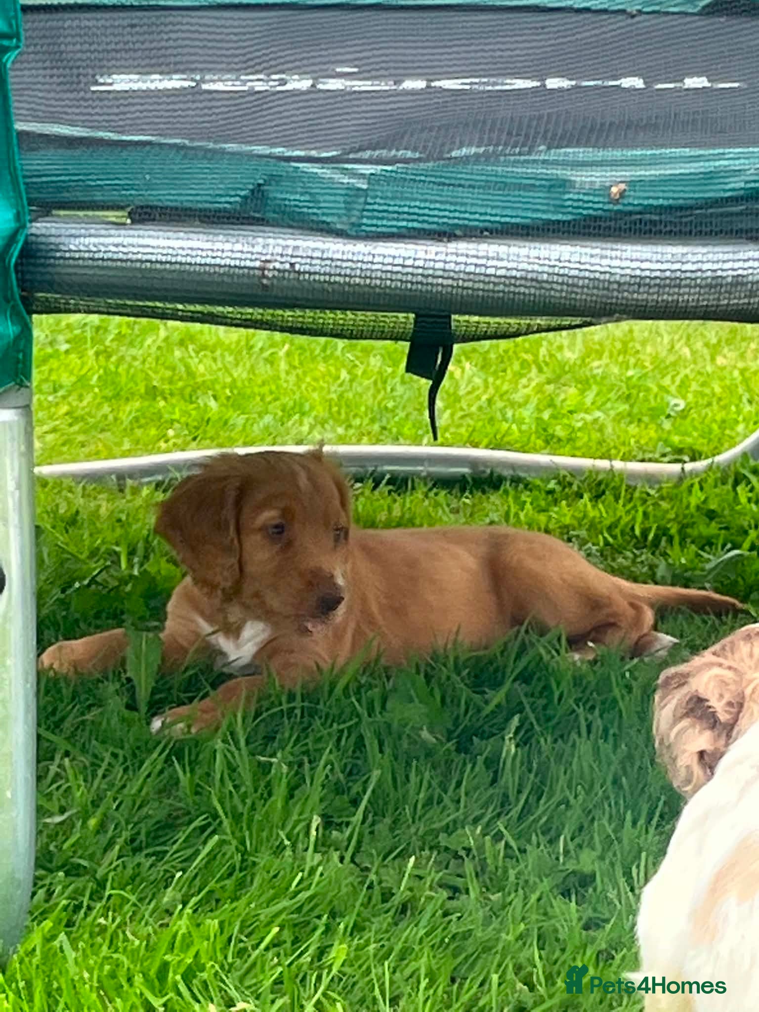 Sprocker dogs for sale: Male sprocker puppies - Advert 8