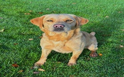 Labrador Retriever dogs for sale: Brockwell Gundogs  - Image 13