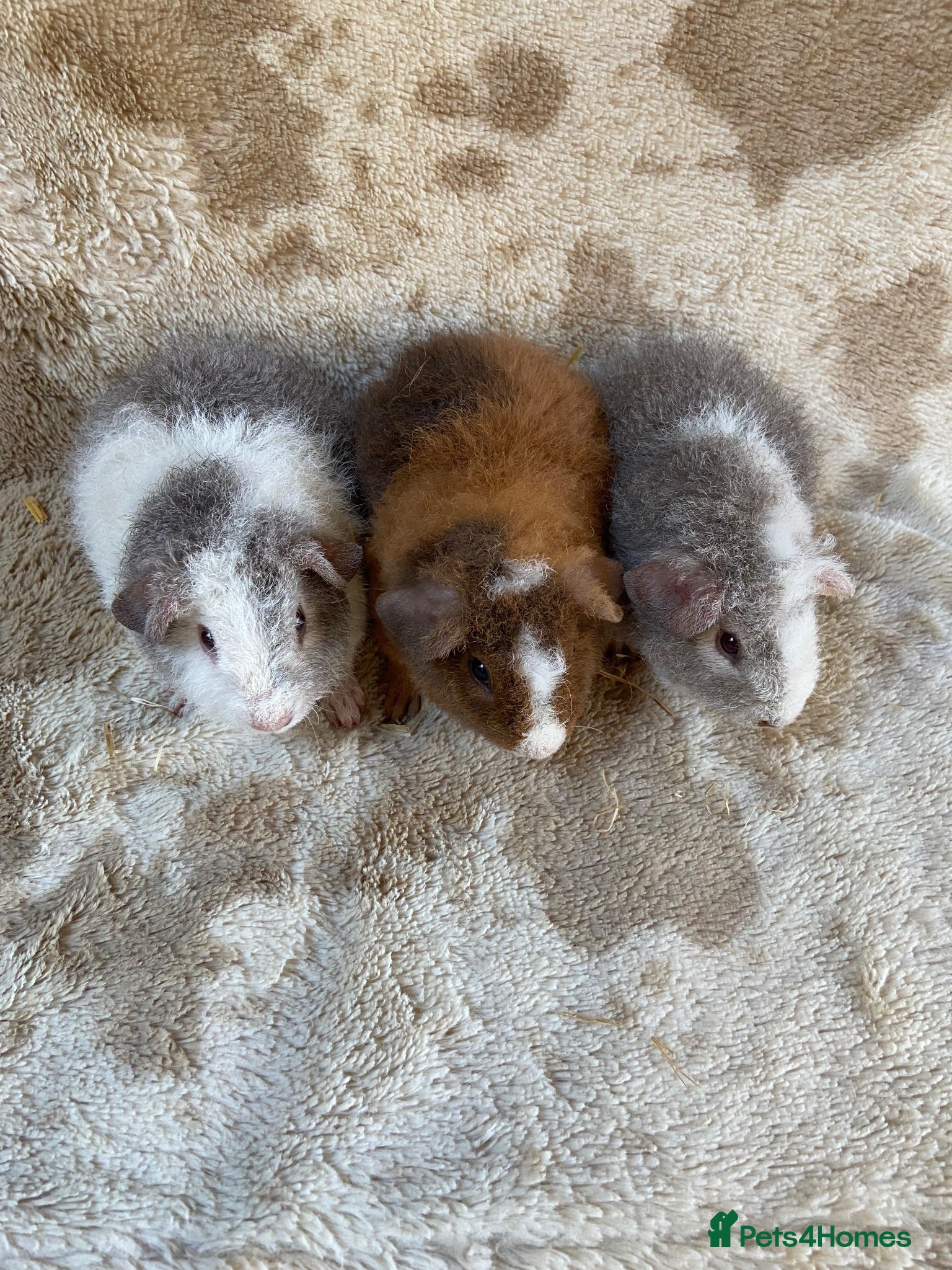 Guinea Pig rodents Baby male Teddy Guinea Pigs  - Advert 7