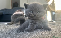 British Shorthair cats for sale: British short hair - Image 1