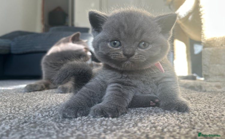 British Shorthair cats - Advert 1