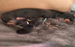 Miniature Dachshund dogs for sale: Miniature Dachshund puppies-ready early December  - Image 6