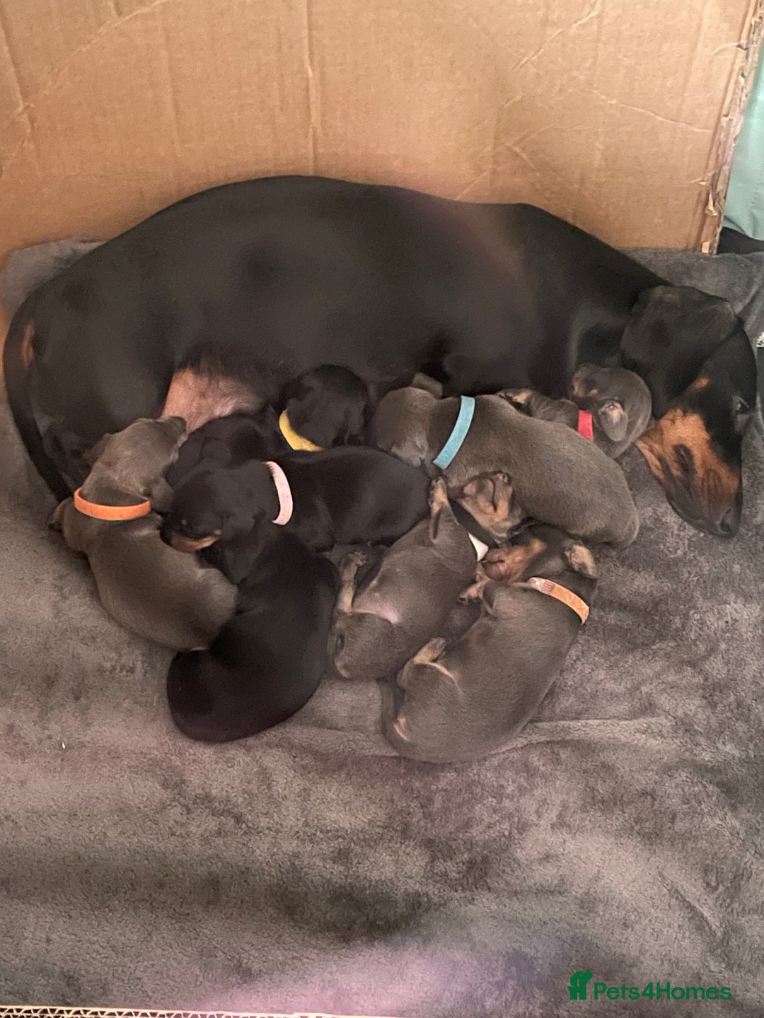 Miniature Dachshund dogs for sale: Miniature Dachshund puppies-ready early December  - Image 6