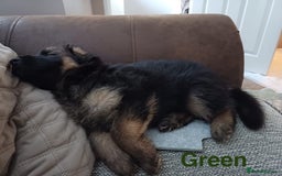 German Shepherd dogs for sale: KC Registered German Shepherd Puppies - Image 21
