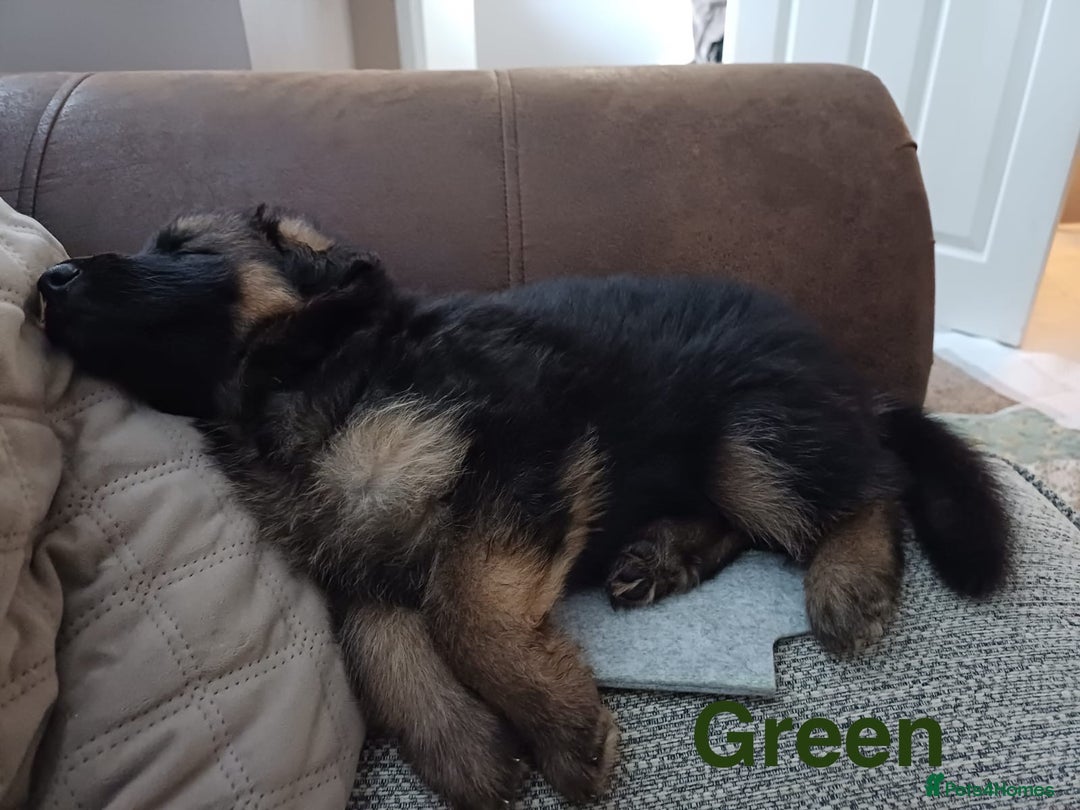 German Shepherd dogs for sale: KC Registered German Shepherd Puppies - Image 21